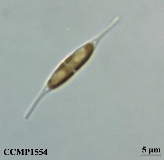 CCMP1554 | NCMA at Bigelow Laboratory